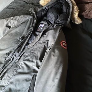 Canada goose